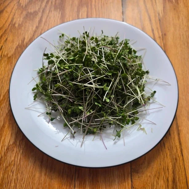 harvested broccoli microgreens on a white plate with a wooden kitchen background