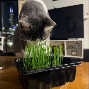 gray and white cat eating fresh wheatgrass from a Grab and Grow kit tray indoors