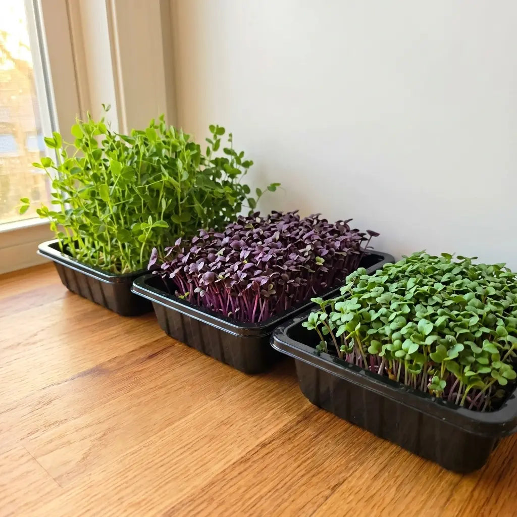 Dense tray of harvested radish and sunflower microgreens showing the real cost to grow microgreens at home