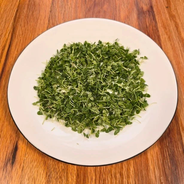 harvested basil microgreens on a white plate with a wooden kitchen background