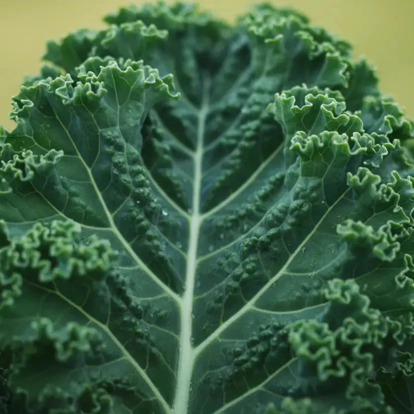 Kale Yield Per Plant: How Much You Can Grow (2026 Study)