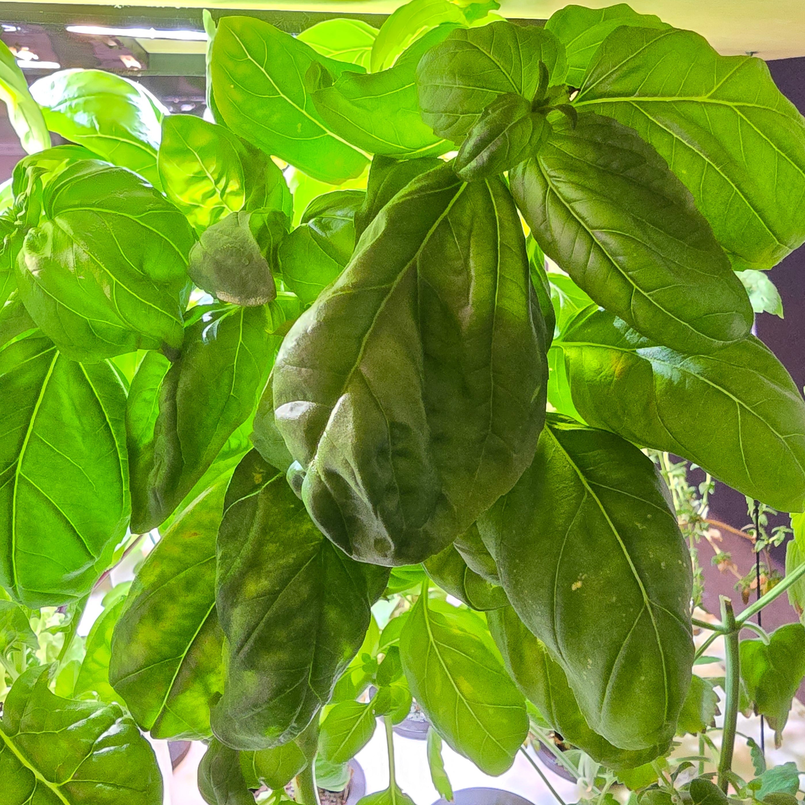 Hydroponic Herb Seeds & Indoor Herb Garden | Aquager – Aquager