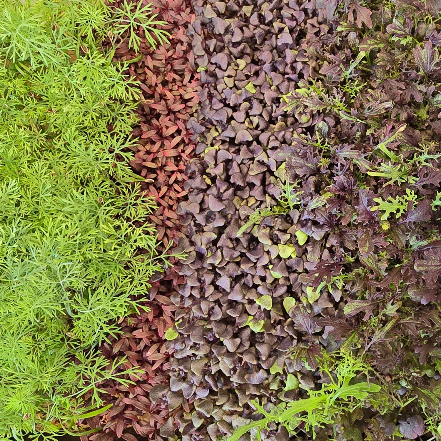 microgreens