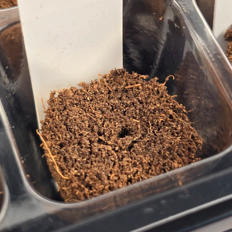 Aquager organic coco coir and peat grow mediums for hydroponic seed starting and germination