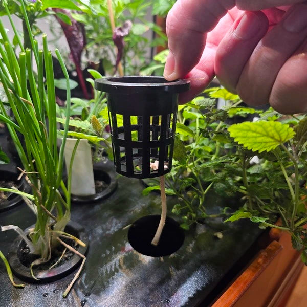 Hydroponic 50mm black slotted net cup for root aeration, moisture wicking, and nutrient absorption1