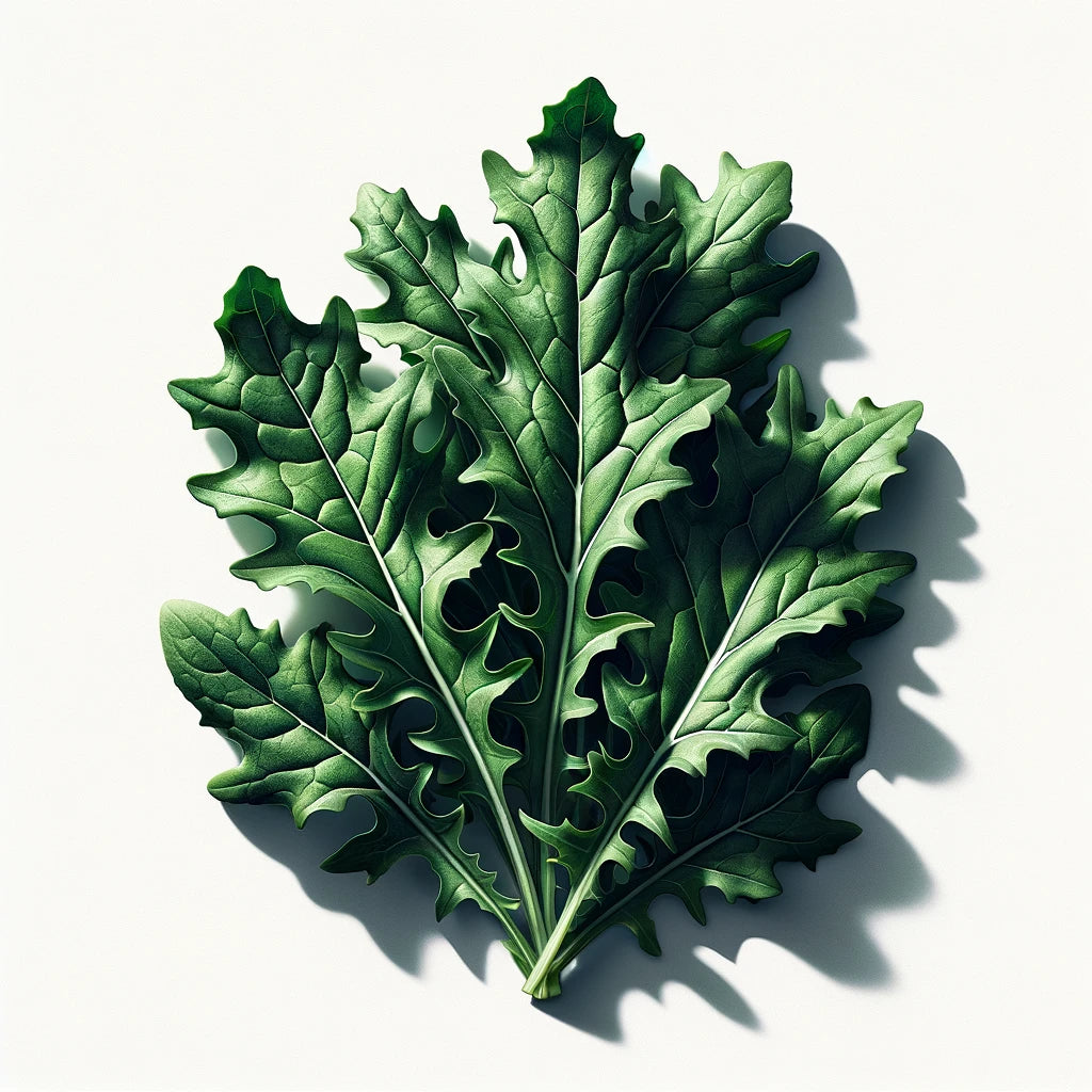 Arugula (Astro) (4x) (OG)