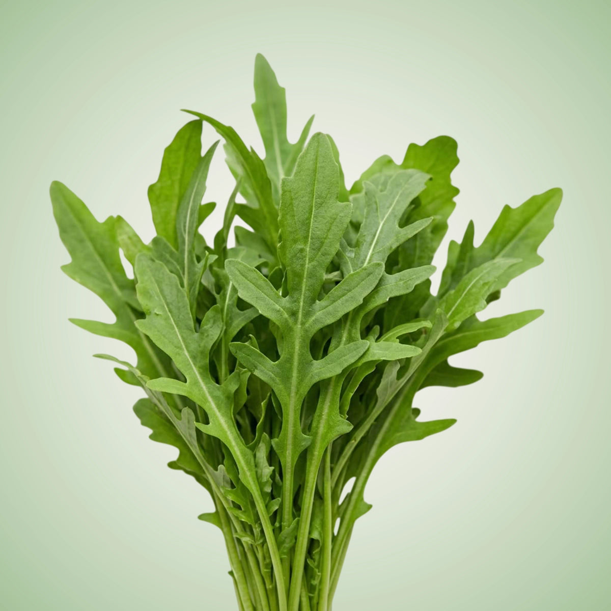 A fresh leaf of arugula (Astro) against a white background, displaying its typical leafy green appearance.