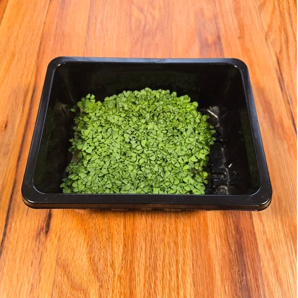 Green microgreens material in a black container on a wooden surface