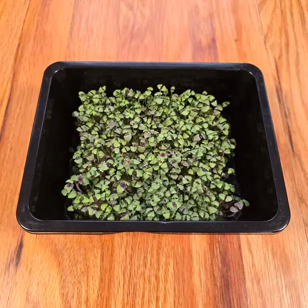 Small container of green seedlings on a wooden surface