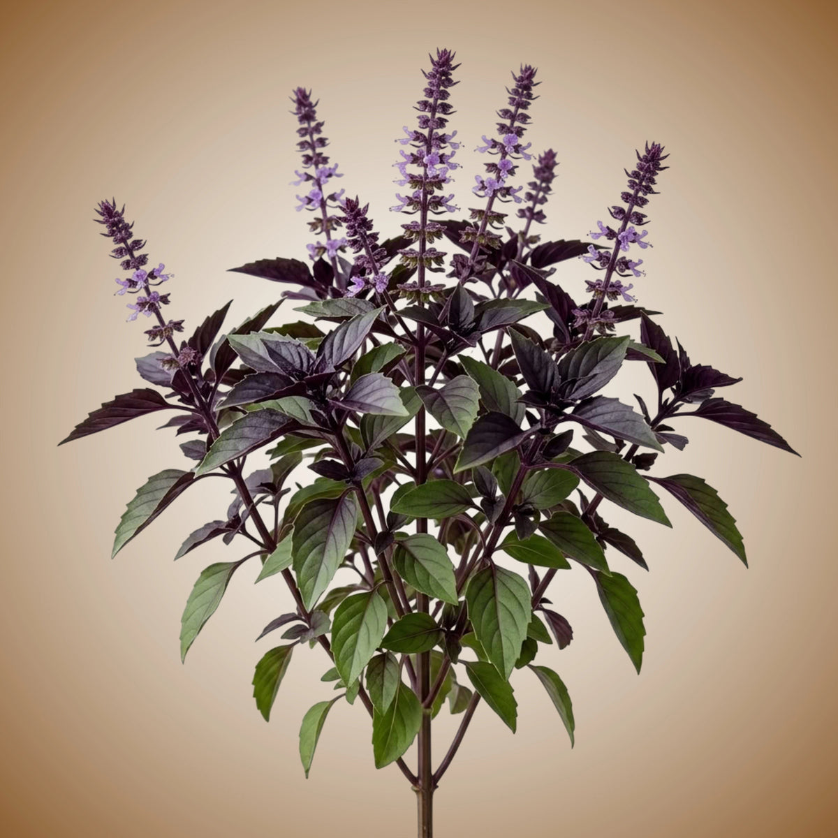 A vibrant image showcasing a potted basil plant with purple stems and foliage, along with purple flower bracts.