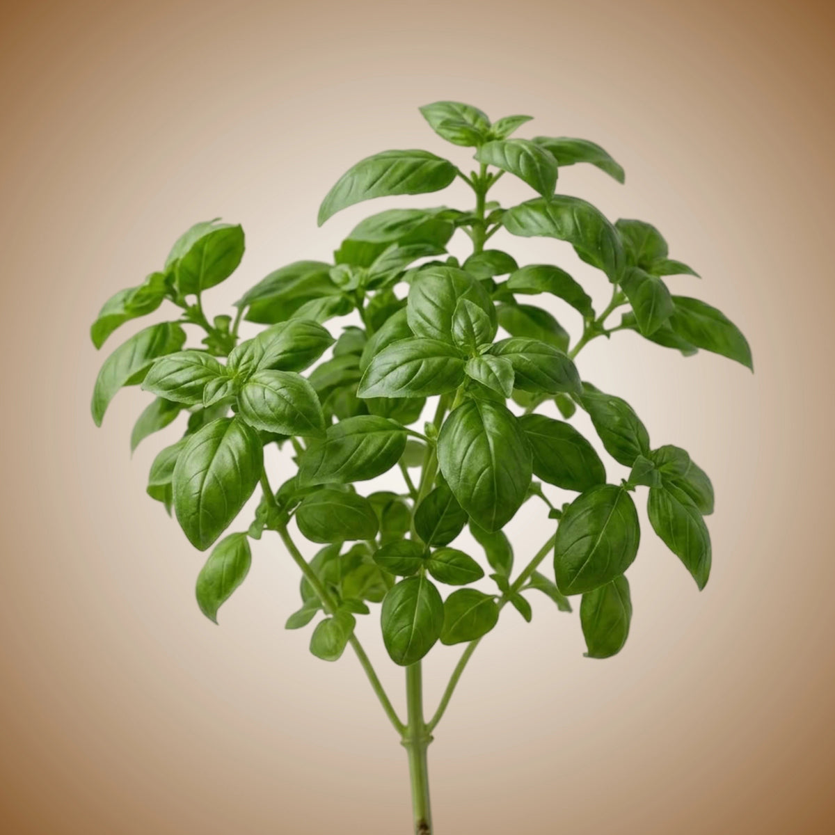 A vibrant image of a healthy basil plant with green leaves.