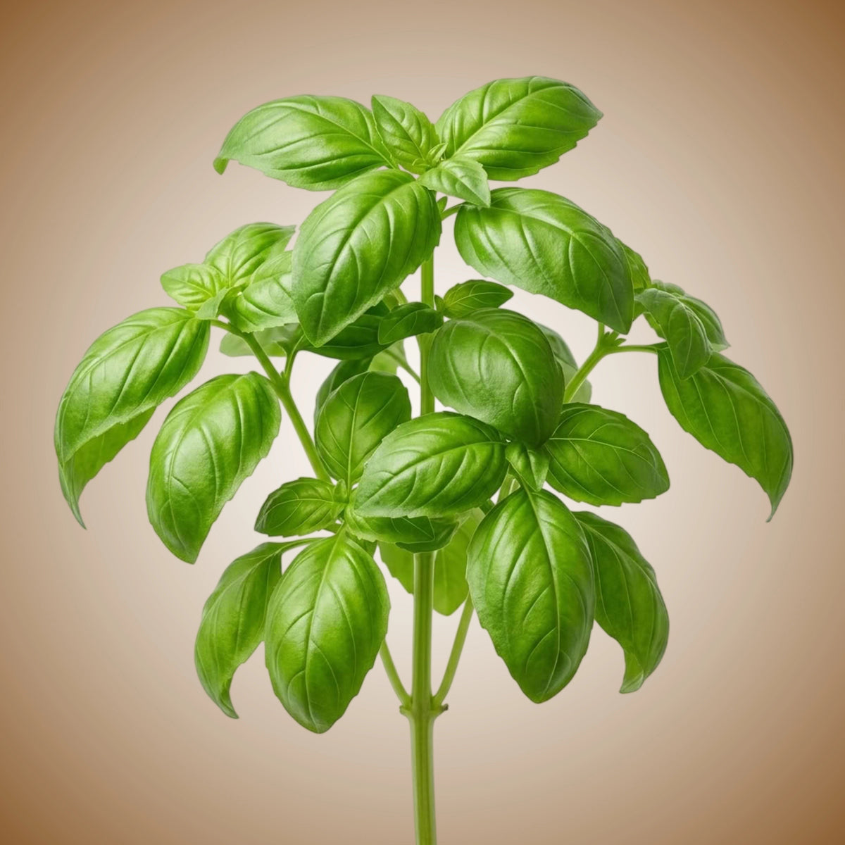 A vibrant image of fresh Genovese basil leaves.