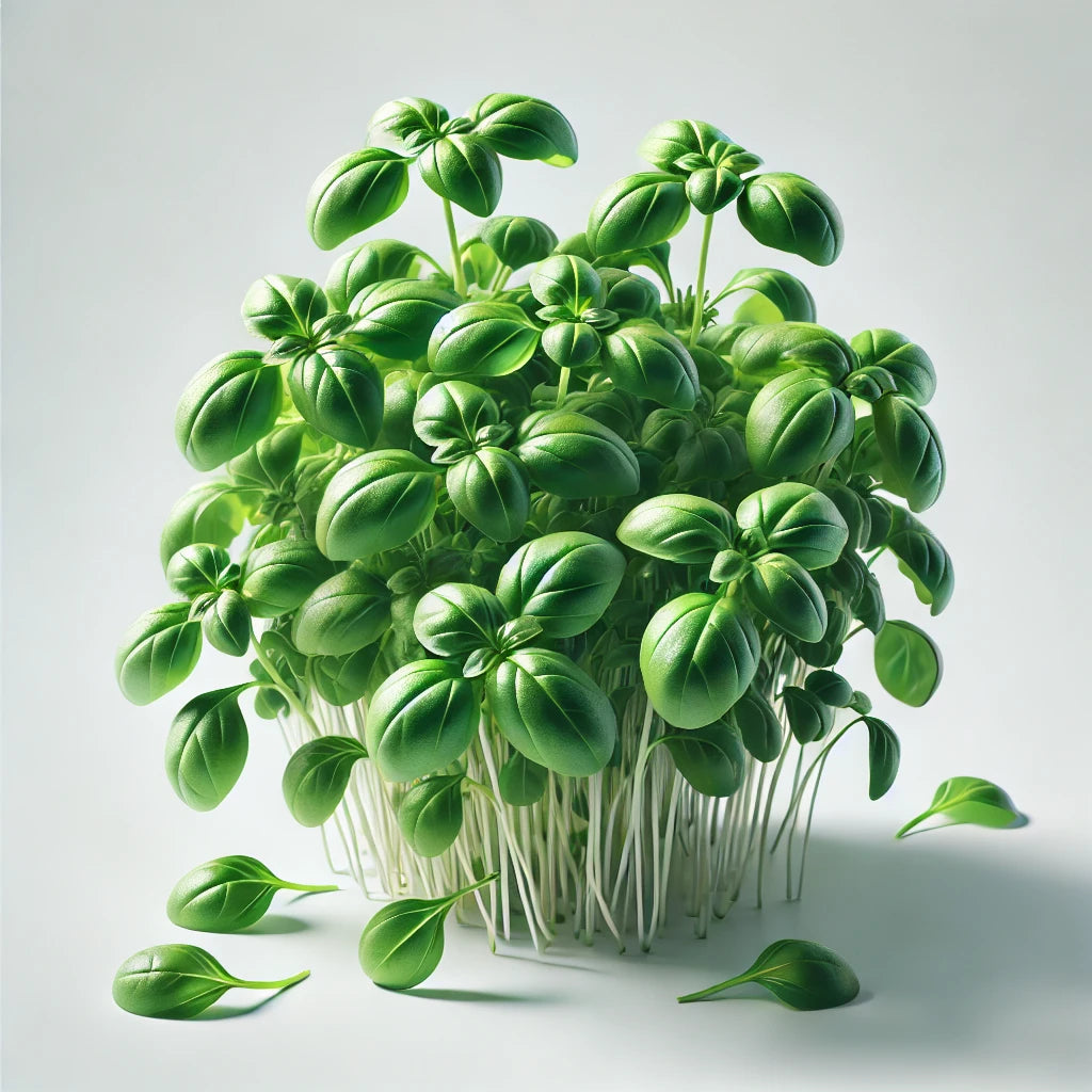 Basil (Genovese)