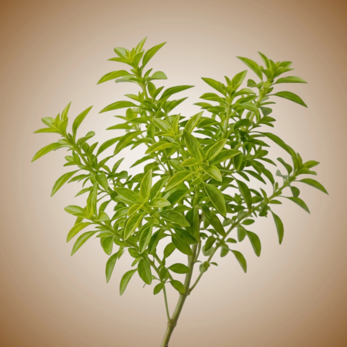 A fresh lime basil plant with vibrant green leaves.