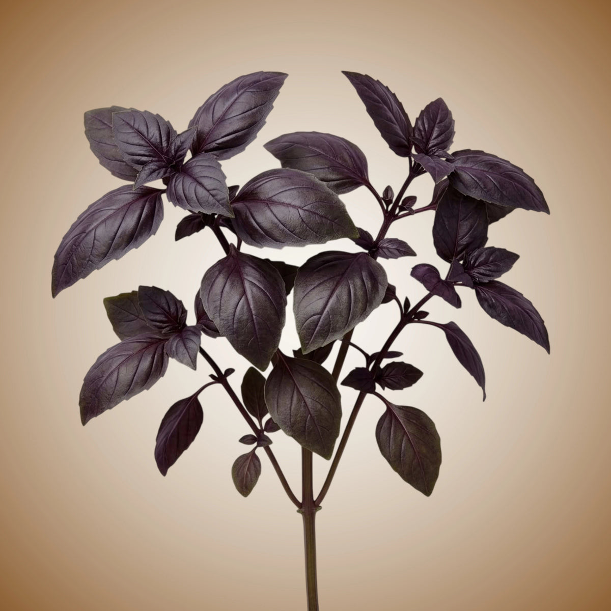 A cluster of red ruffled leaves of Red Rubin Basil.