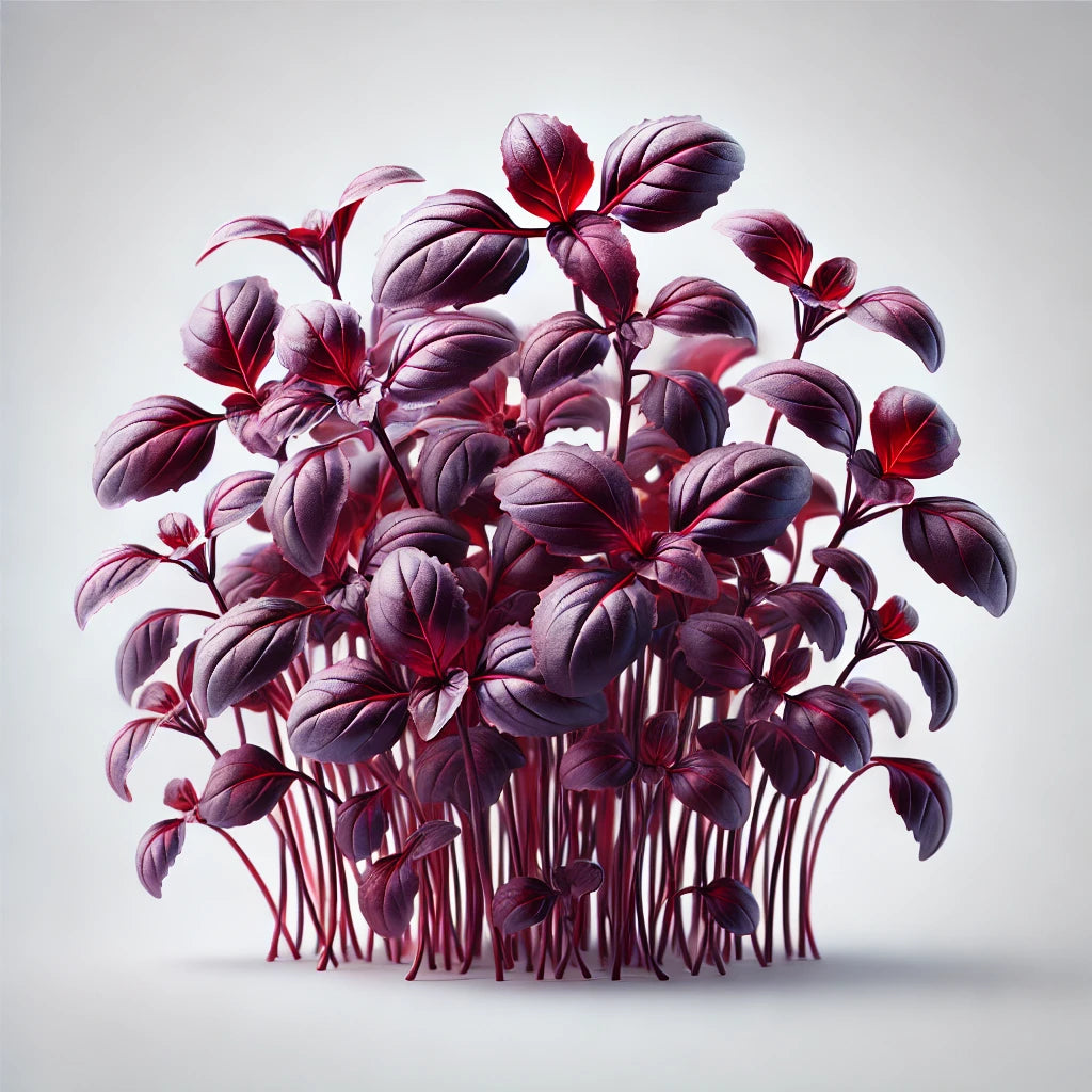 Basil (Red Rubin)