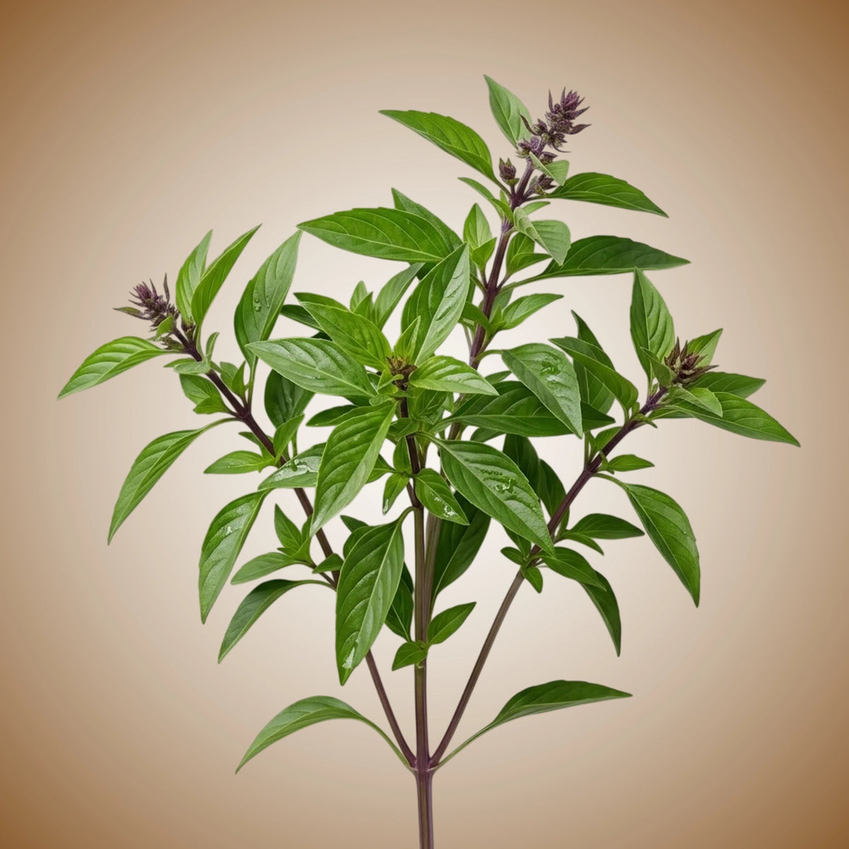 A fresh sweet Thai basil plant with green leaves and purple veins.