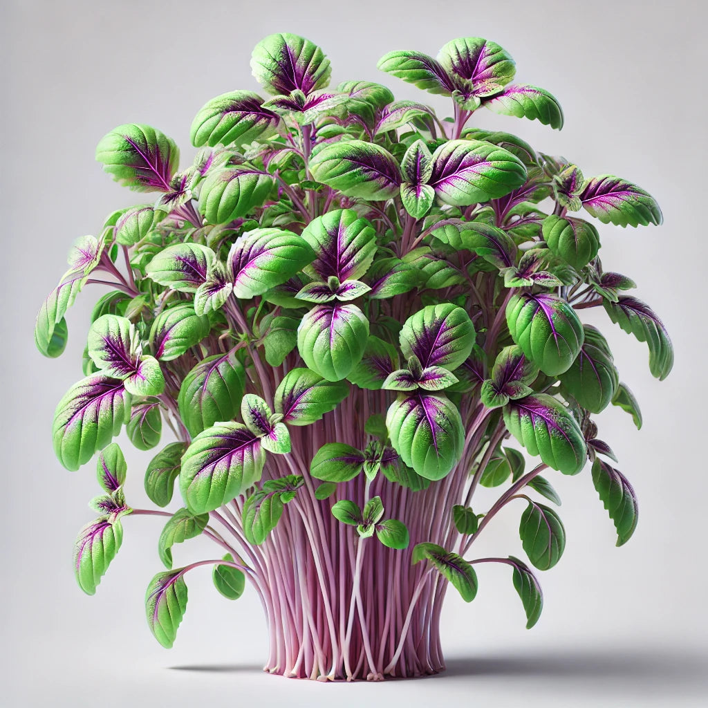 Basil (Bicolor)