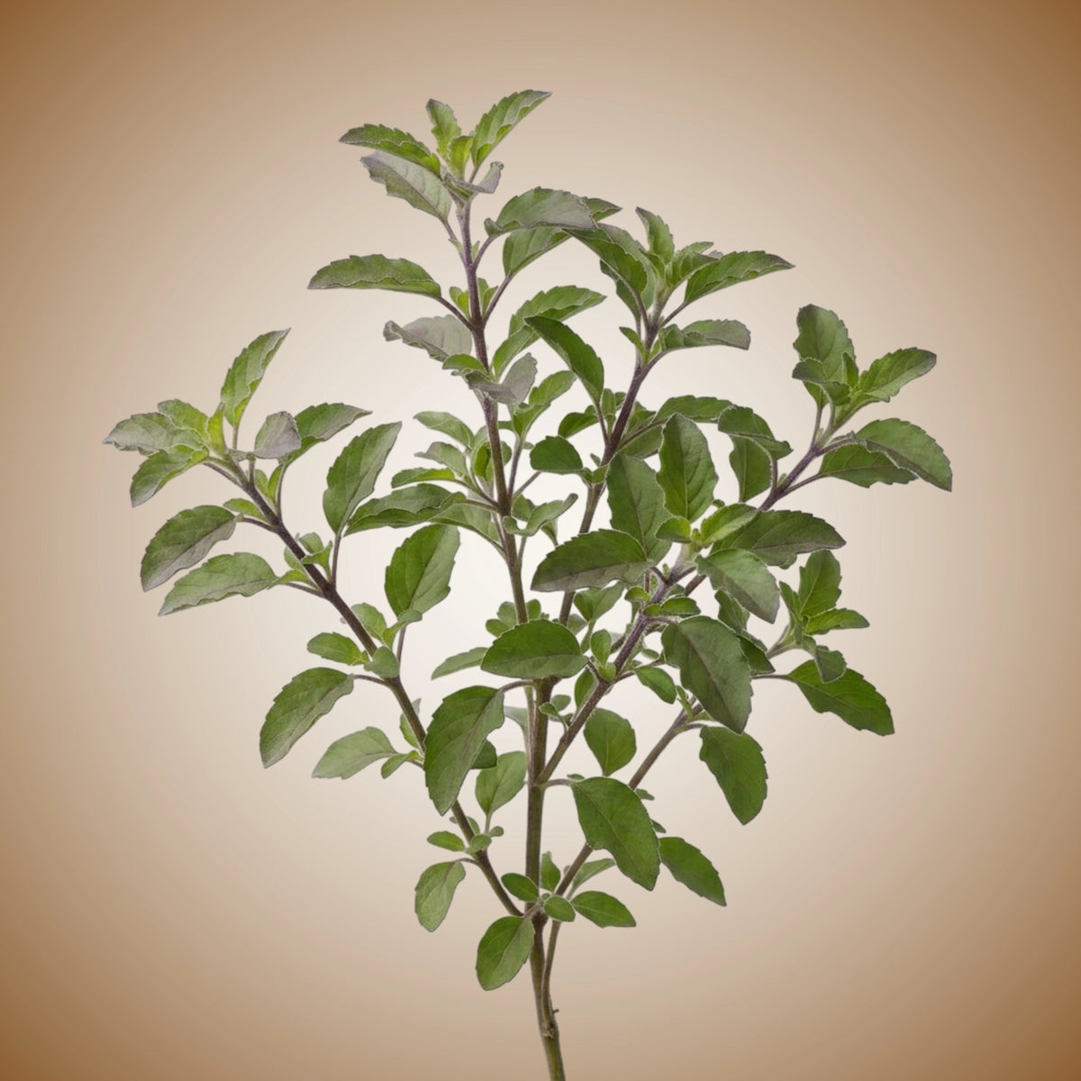 A fresh bunch of green Holy Basil leaves (Tulsi) arranged on a white background.