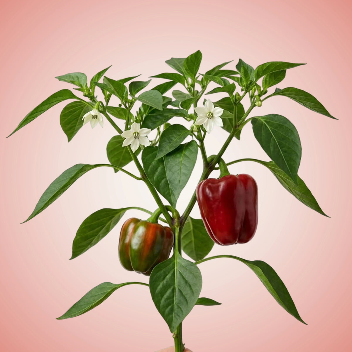 A live pepper plant with green leaves and white flowers, featuring two peppers hanging from the stem—one red and one green-striped—against a soft pink gradient background.