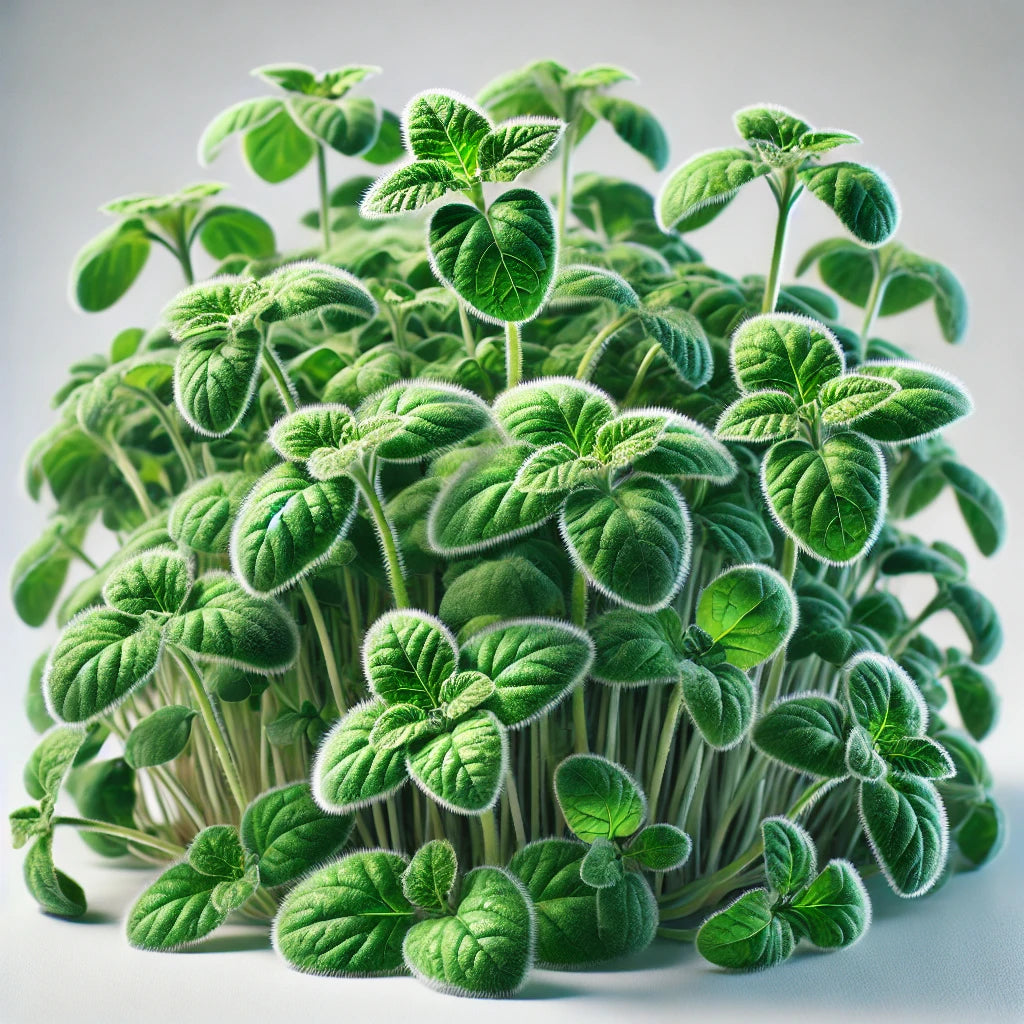 Borage (OG)