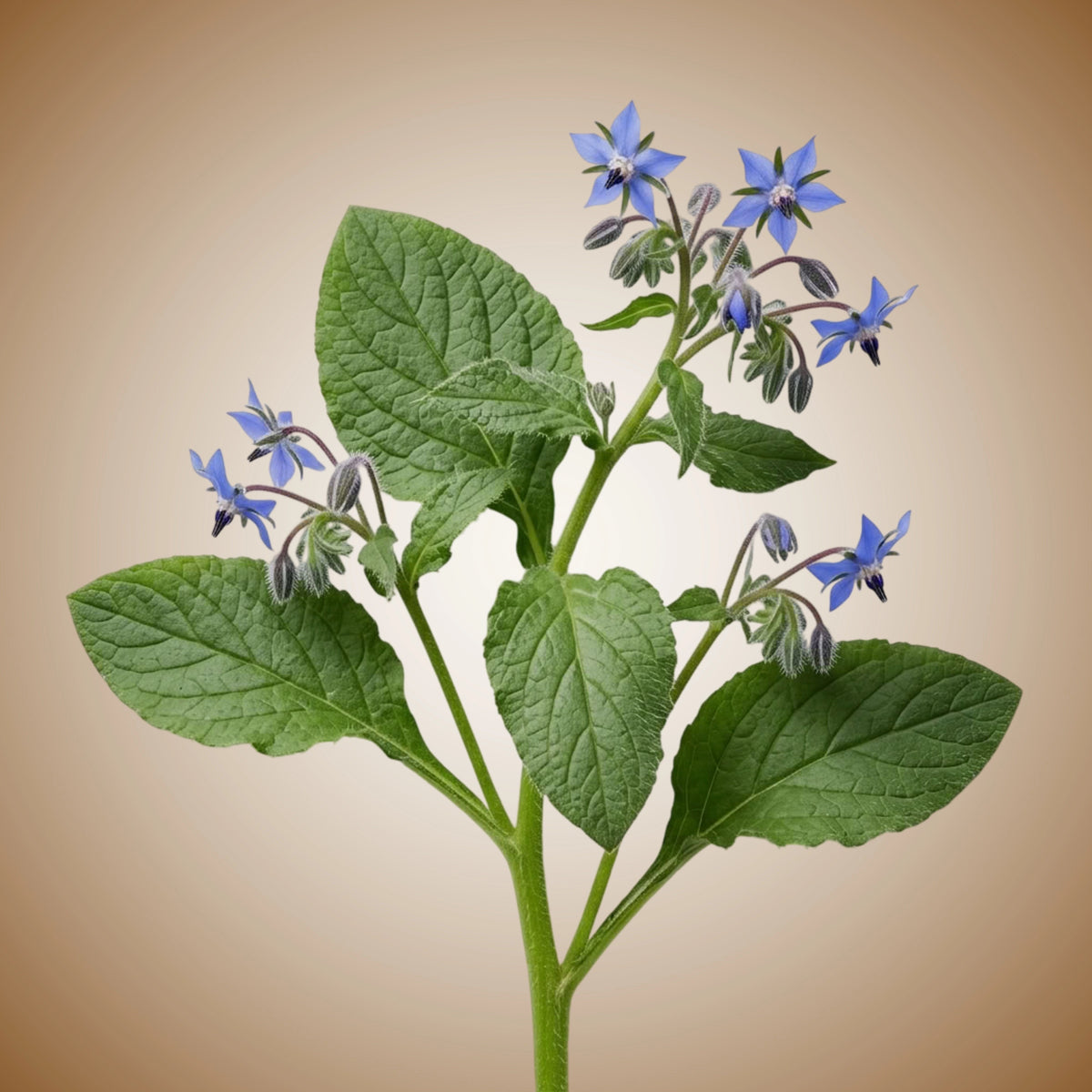 An image displaying a borage plant with abundant blue and pink flowers.