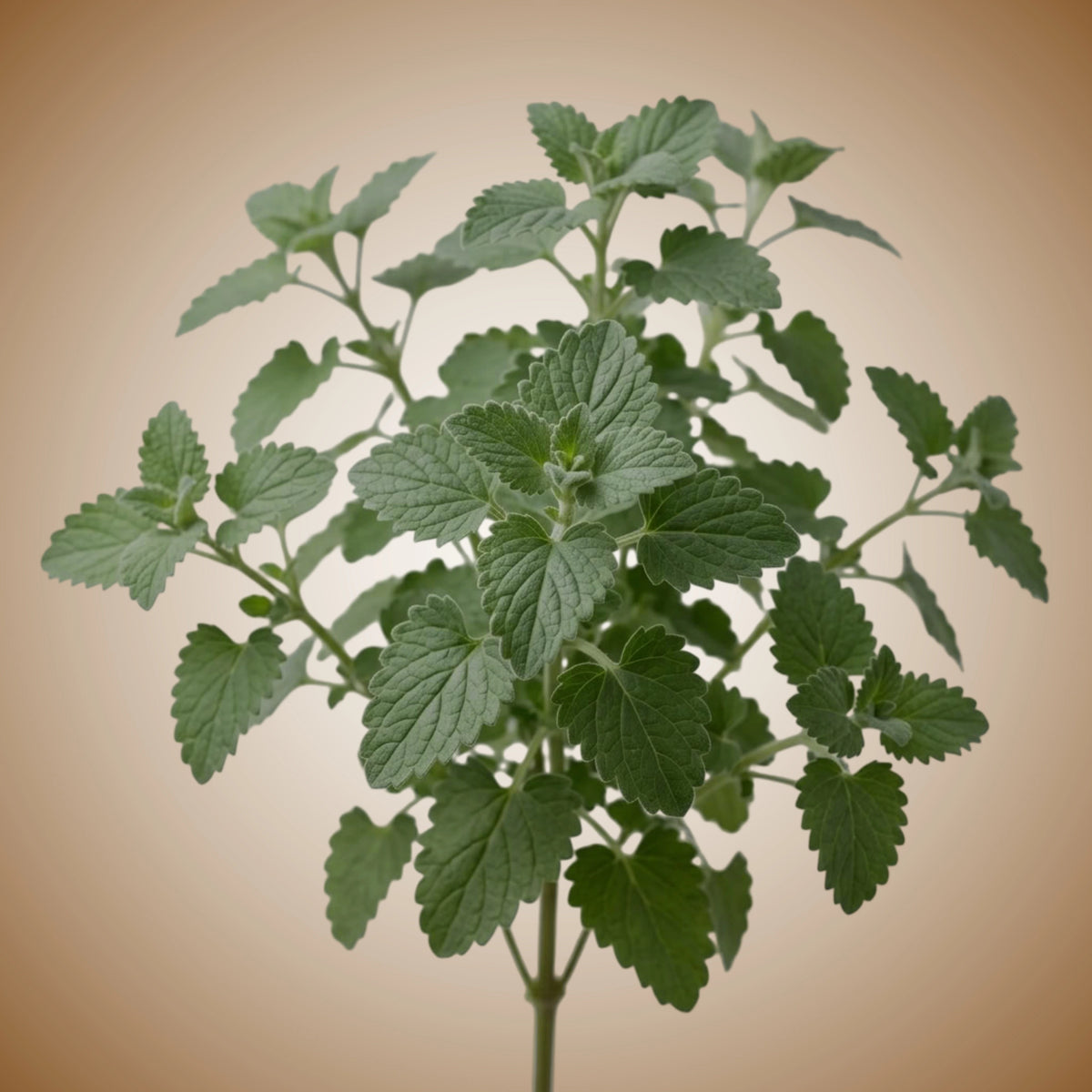 A fresh clump of green catnip leaves arranged in a natural pattern.