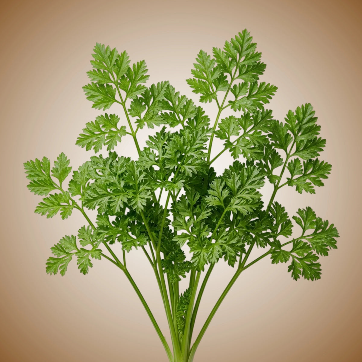 A fresh bunch of fine curly chervil leaves.