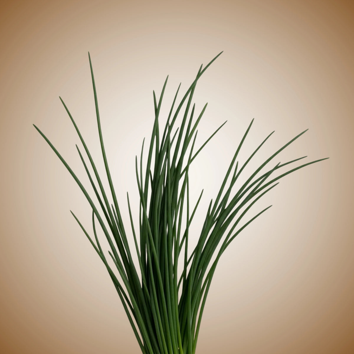 A fresh bunch of chives with green stalks and leaves.