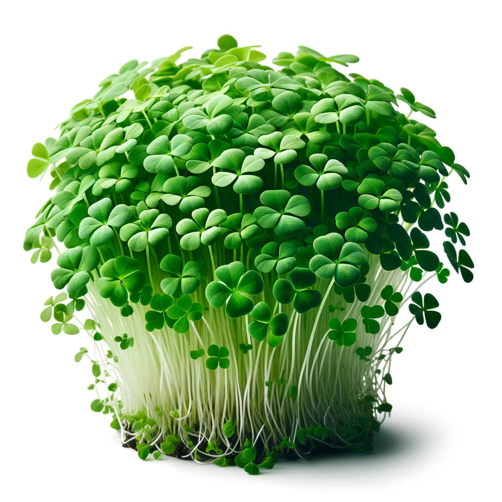 Clover