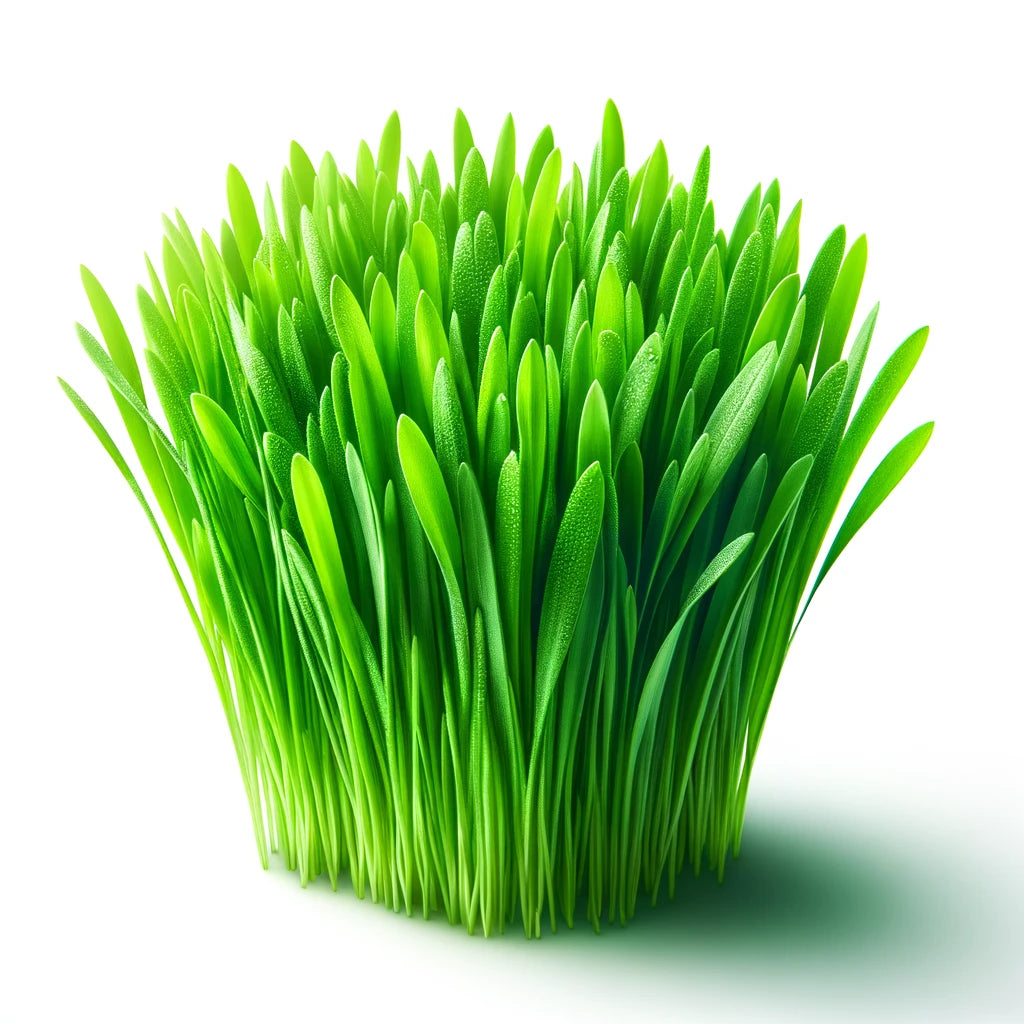Wheatgrass (OG)