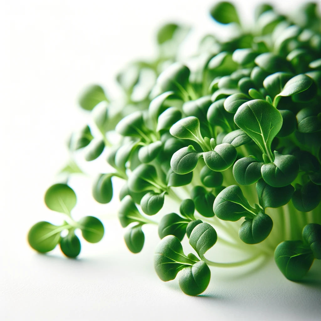 Arugula (OG)