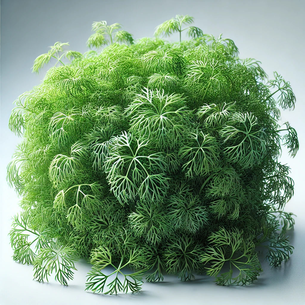 Dill (OG)