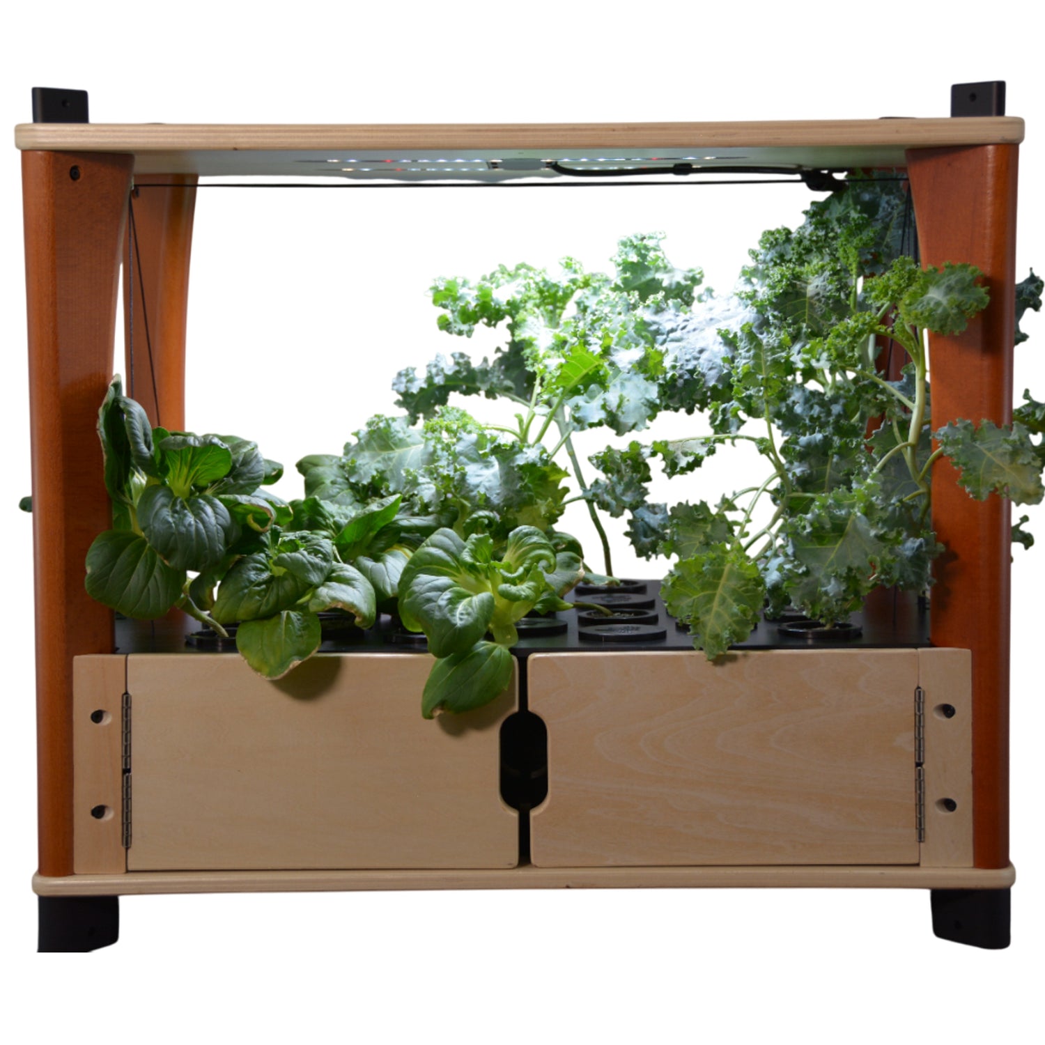 Wooden indoor garden with plants growing inside on a white background
