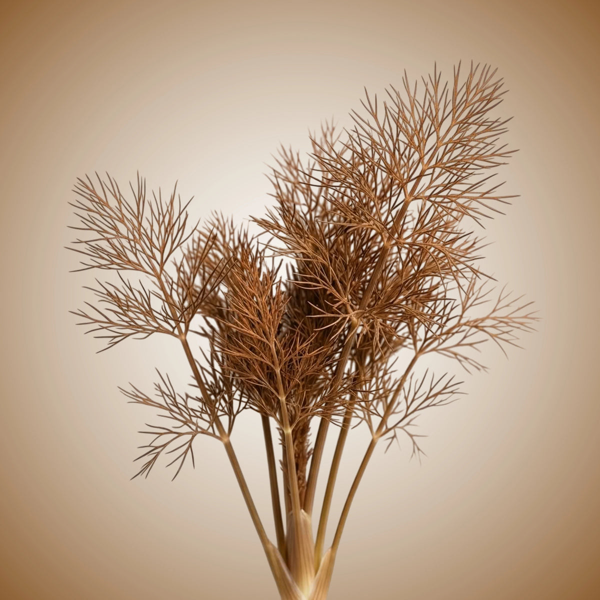 A Bronze Fennel plant with reddish-bronze foliage and decorative flowers.