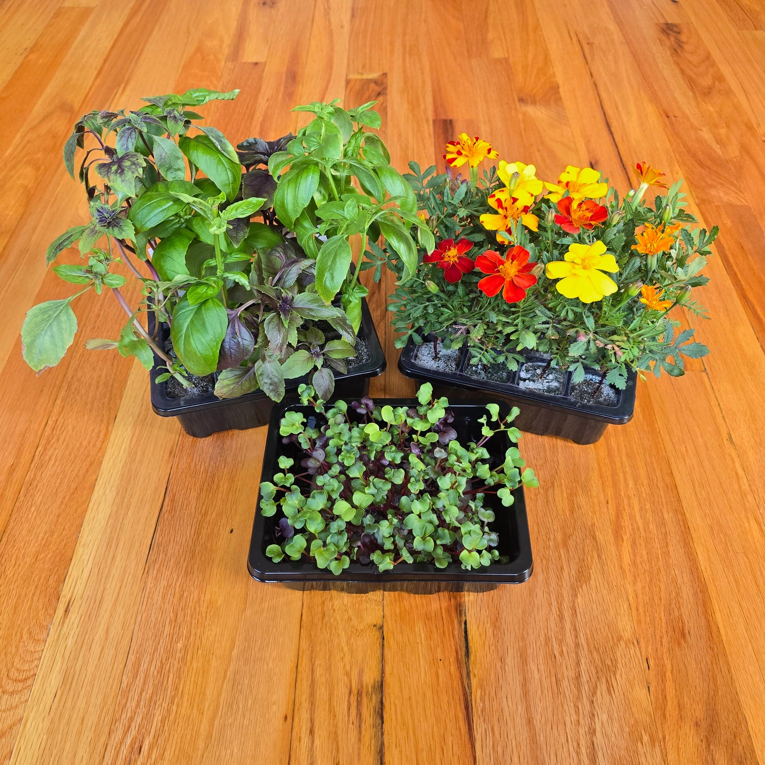 Three trays of young plants on a wooden surface