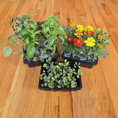 Three nurseries of young plants on a wooden surface