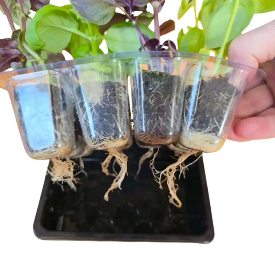 Grab & Grow grow medium — healthy seedling roots in clear compostable grow plug