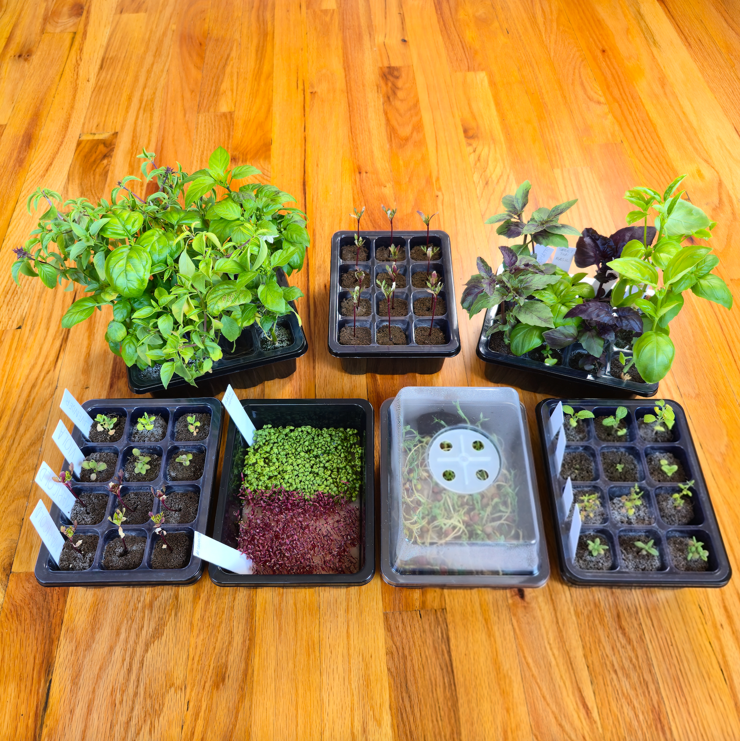 Collection of potted plants and seed trays on a wooden surface