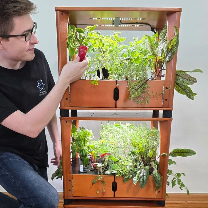Harvesting from a hydroponic home farm