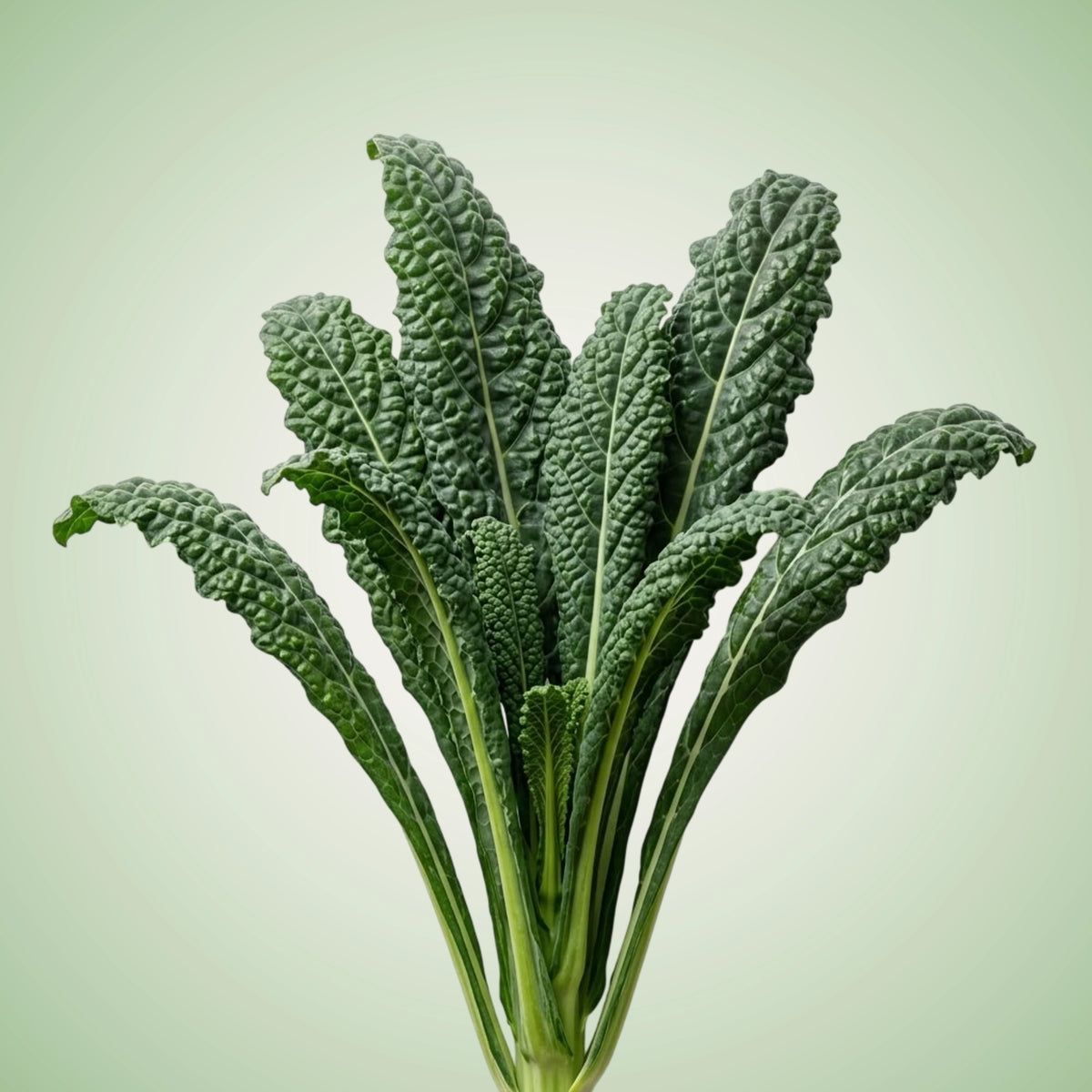 A fresh leaf of kale, with a vibrant green color and characteristic curly texture.