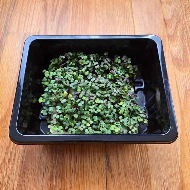 Small green Kalefetti in a black plastic container on a wooden surface
