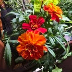 Marigolds in Aquager Home Farm