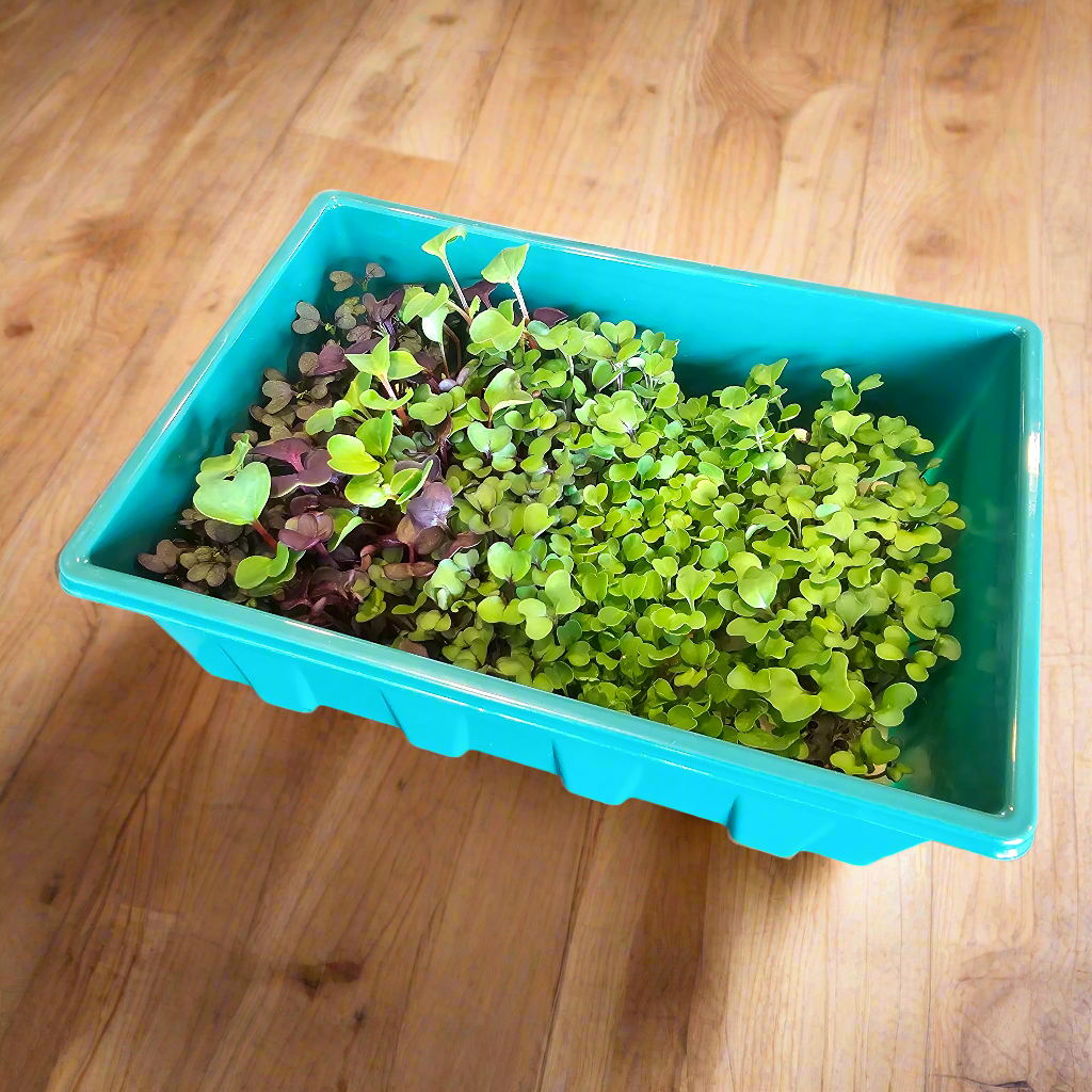 Microgreens