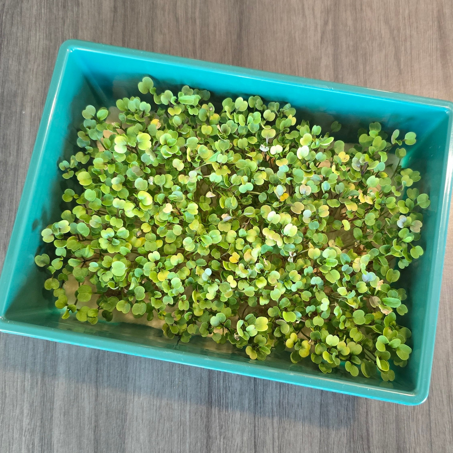 Arugula (OG)