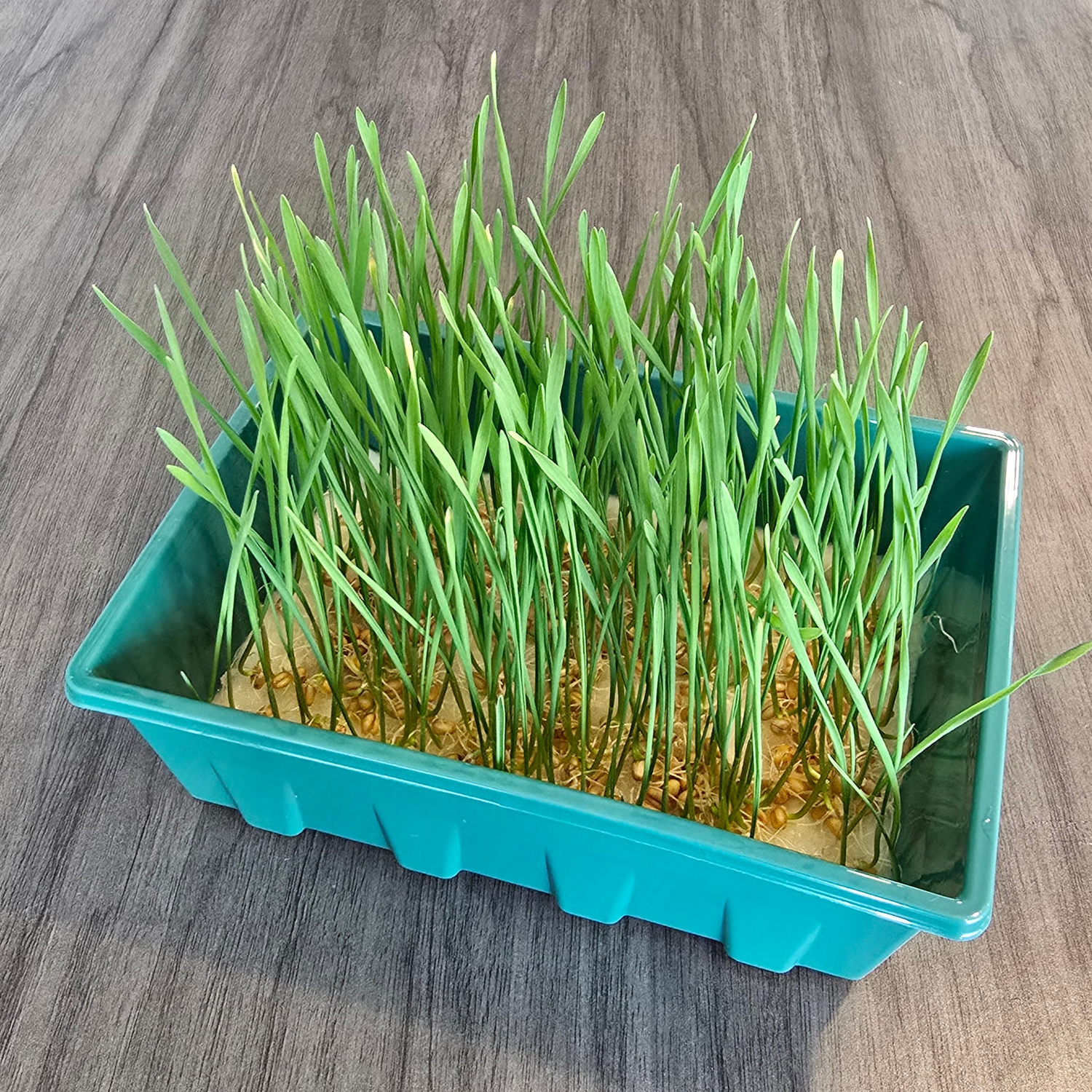 Wheatgrass (OG)