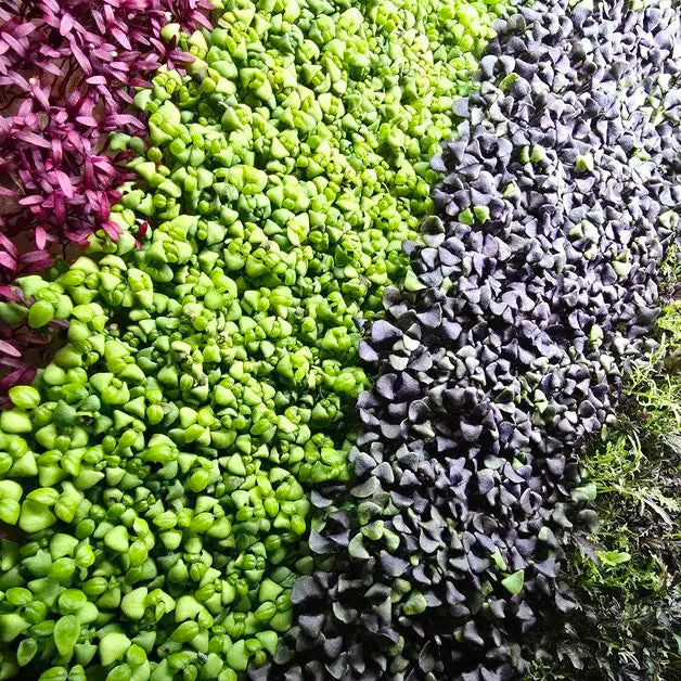 Microgreens background