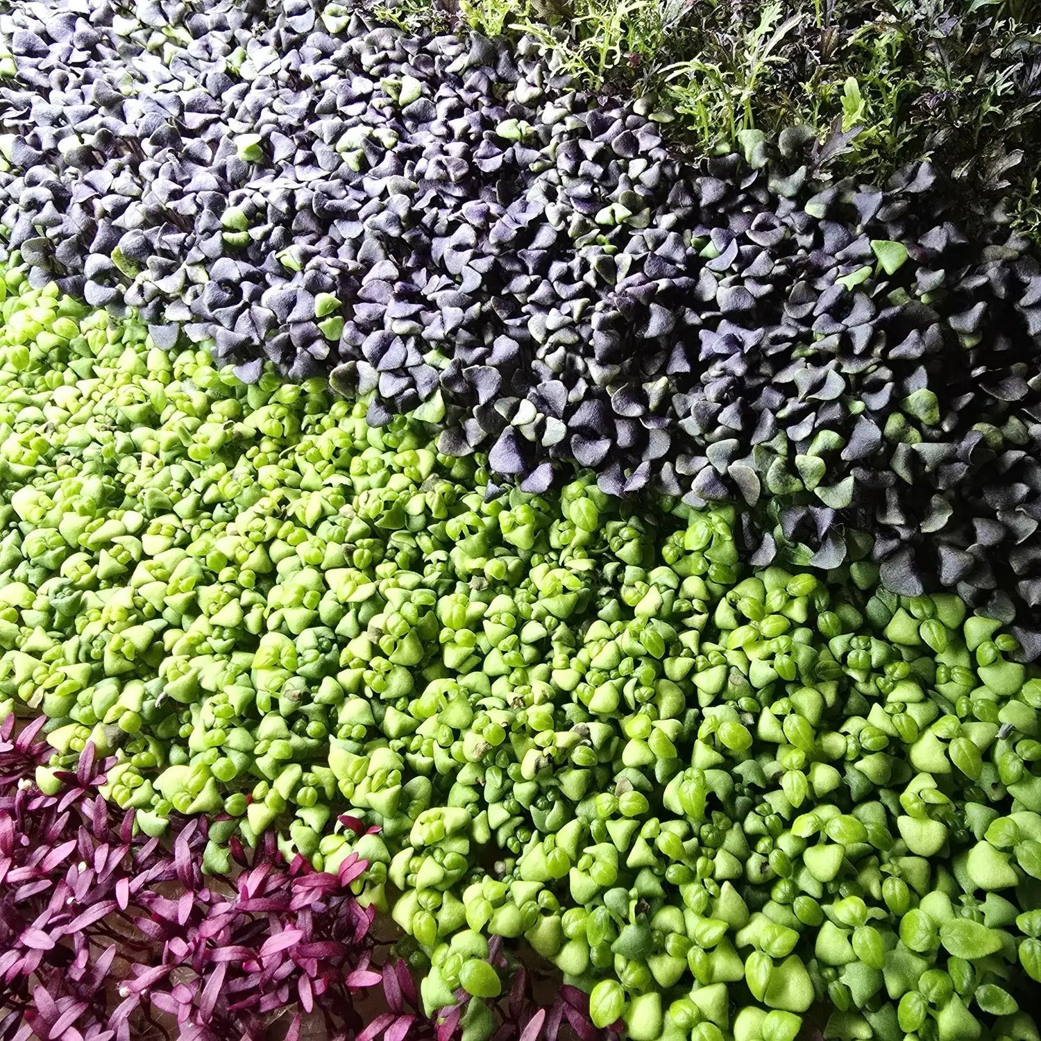 Microgreens background