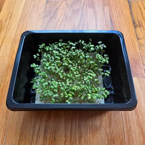 A fresh bunch of microgreens with green leaves and purple accents.