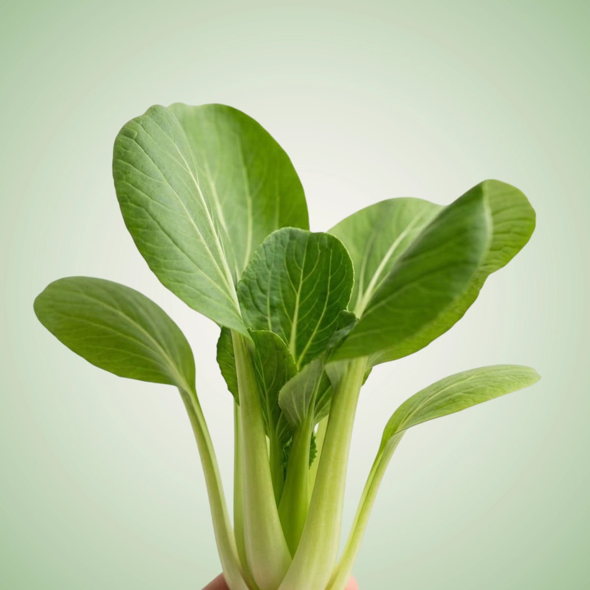 A fresh head of bok choy with vibrant green leaves and white stems.